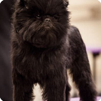 Affenpinscher Puppies for Sale | Buckeye Puppies