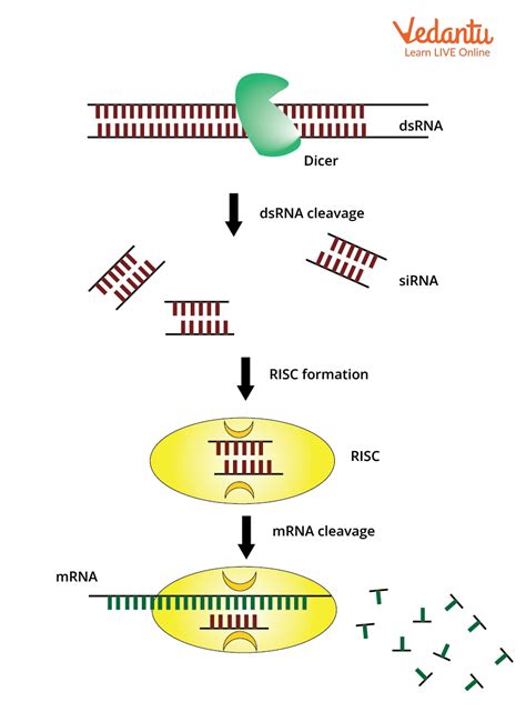 Cell Culture Knockdown Gene at Irma Swallow blog