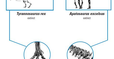 Understanding Cladistics | AMNH