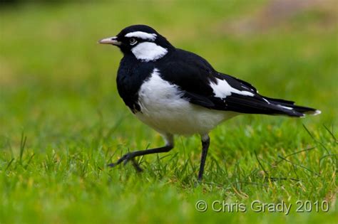 Wildlife Imaging Blog: Australia in black and white.