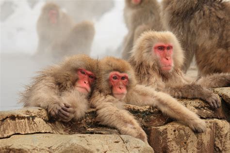 Jigokudani Monkey Park - SNOW MONKEY RESORTS