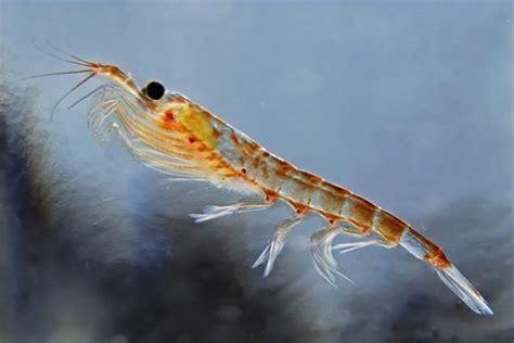 Study: Krill meal shows potential as functional ingredient in shrimp feed