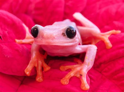 Pink Red Eye Tree Frogs