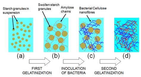 JFB | Free Full-Text | Biocompatibility of Bacterial Cellulose Based ...