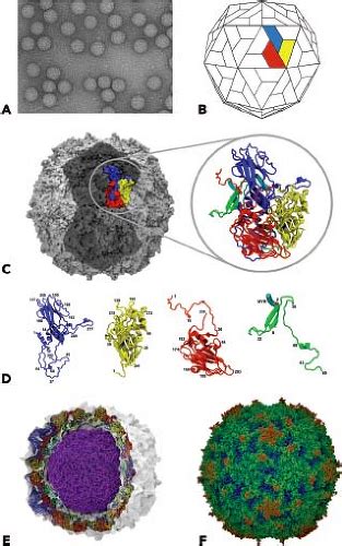 Picornaviridae: The Viruses and their Replication | Basicmedical Key