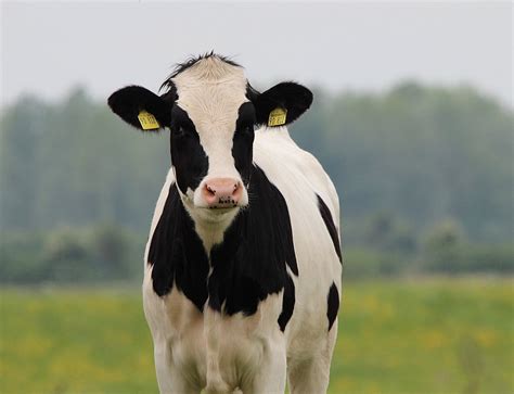 50+ Free Holsteiner Cow & Cow Images - Pixabay