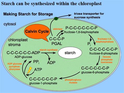 Animal Pharm: Plants Produce Carbs From Air: Calvin Cycle