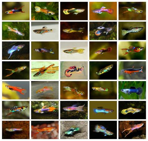 10 (ten) Assorted Endler Guppy Males (Miniature Livebearer) | eBay ...