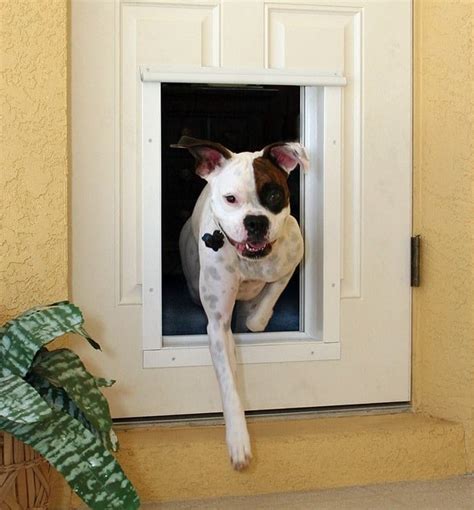 2020’s Best Smart Pet Doors (And Why You Should Have One)