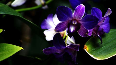 Purple orchid-Flower photography wallpaper-1920x1080 Download ...