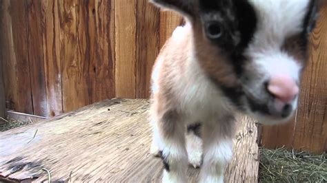 One Week Old Baby Goats Playing - YouTube