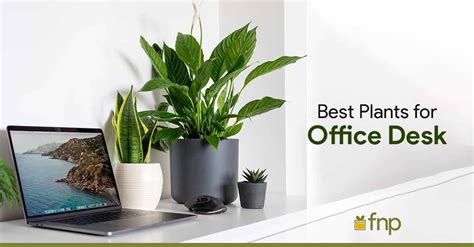 Total 97+ imagen best plants for office desk - Abzlocal.mx