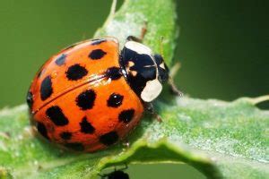 Ladybugs Facts, Types, Lifespan, Classification, Habitat, Pictures