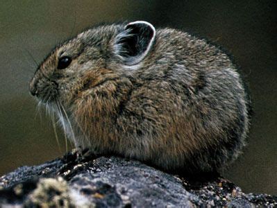 Pika | Small Mammal, High-Altitude Adaptation & Conservation | Britannica