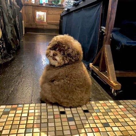 Meet Kokoro The Fluffy Poodle, Going Viral For Its Human-Like ...