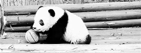 Panda Bear GIF - Find & Share on GIPHY