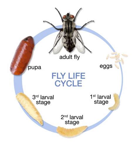 Fruit Fly Life Cycle Stages