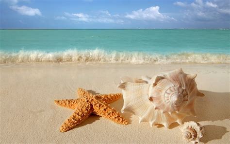 starfish seashells beach sand wallpaper 6