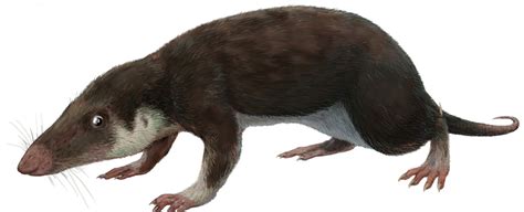 Reconstruction of The First Mammal's Genome Suggests It Had 38 ...