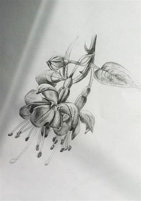 Fuchsia | Flower tattoo designs, Tulip drawing, Flower tattoo