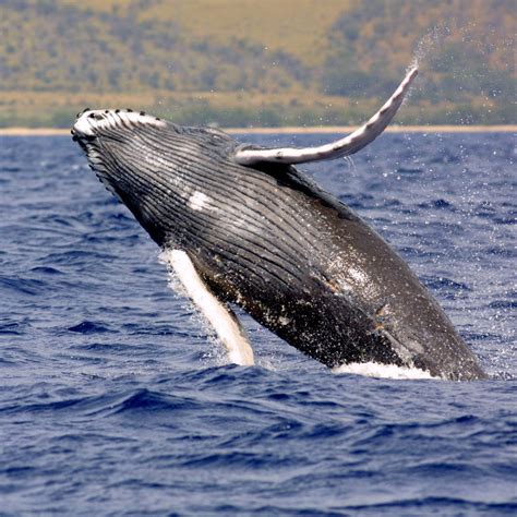 Whales | NOAA Fisheries