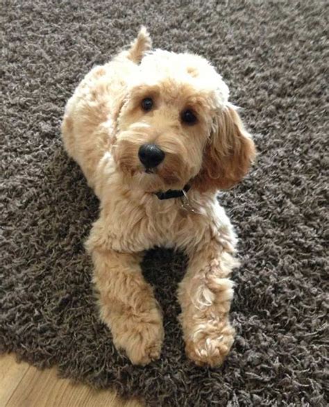 Best 25+ Cockapoo grooming ideas on Pinterest | Cockapoo haircut ...