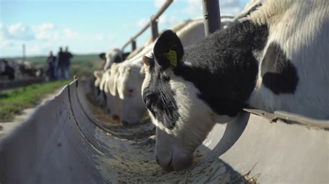 Cows Eating - Stock Video | Motion Array