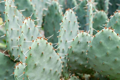 How To Grow Prickly Pear Cactus Outdoors / It grows fast, gets tall ...