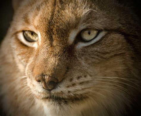 Eurasian Lynx Habitat