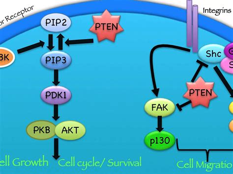 Turning On the PTEN Tumor Suppressor Protein - NCI