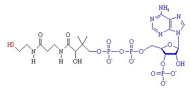 Acetyl coenzyme a; Acetyl CoA