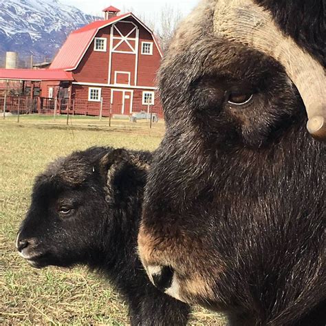 Musk Ox Farm (Palmer) - All You Need to Know BEFORE You Go