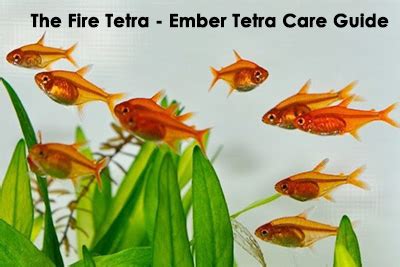 ember tetra size - hygger