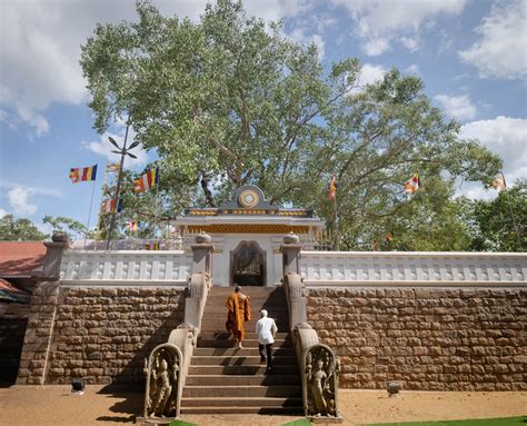 Mahabodhi Temple Bodhi Tree