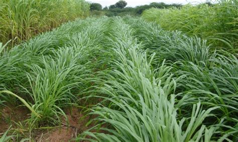 Green Fodder Production Information Guide | Agri Farming