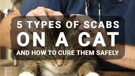 Scabs on Cat: Feline acne, Flea allergy dermatitis, Skin condition ...