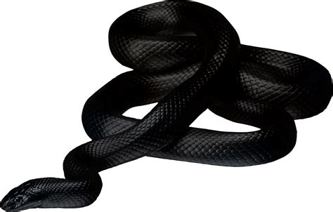 Snake Clipart Black Mamba Snake Black Mamba Transparent Free For ...