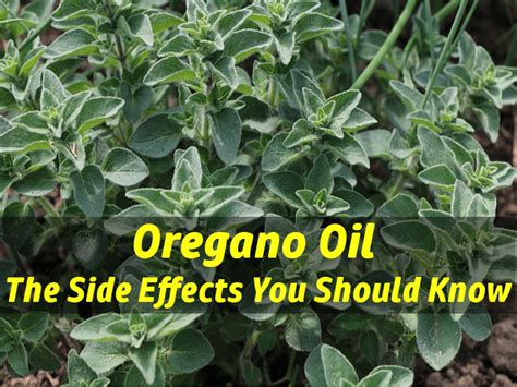 Oregano Oil Side Effects: Is oregano oil good for Candida?