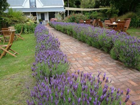 lavender hedge - so much better than shrubbery! I would love this along ...