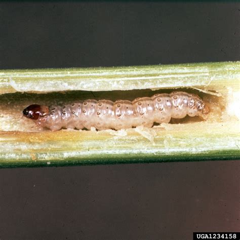 European Corn Borer – Earthwise Agriculture