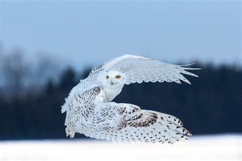 Snowy owl in flight - Jim Zuckerman photography & photo tours