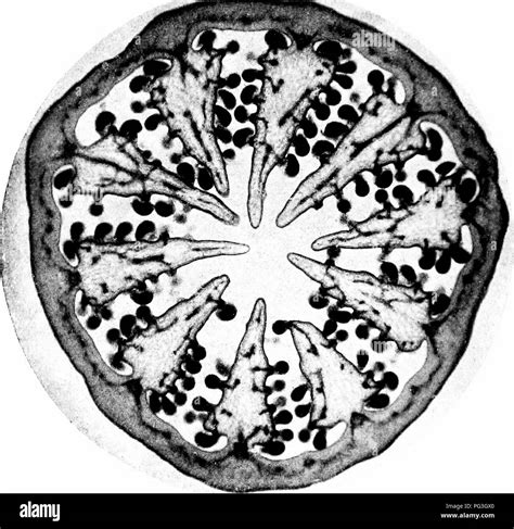 Ovules Stock Photos & Ovules Stock Images - Alamy