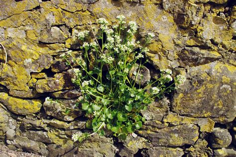 Common Scurvy Grass (Cochlearia officinalis)