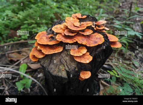 Basidiomycota Fungi