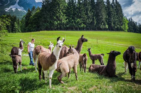 A day at the Llama farm