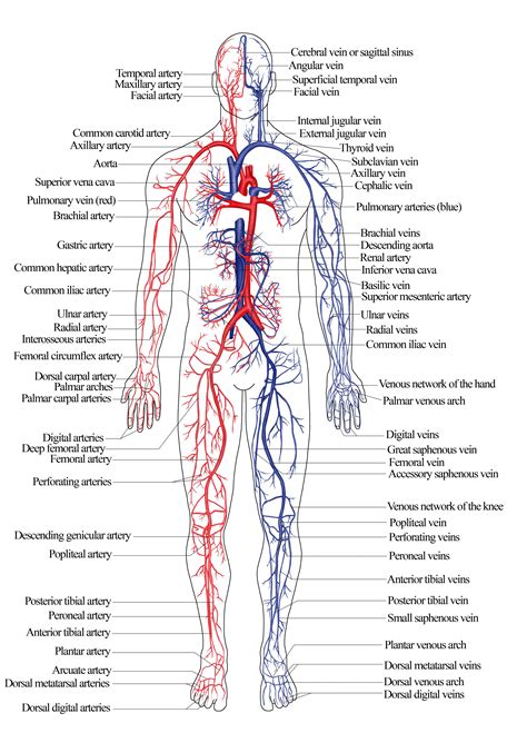 Nroer File Image Arterial and Venous System Of Humans Best Ideas Of ...