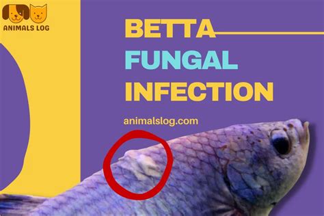 Betta Fish Fungal Infection: What To Do? - Animals Log