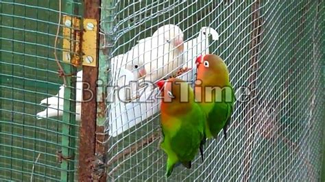 African Lovebird cage | A romantic birds that breeds freely. - YouTube