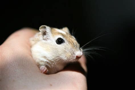 All Gerbil Colors And Patterns (With Pictures) - The Pet Savvy