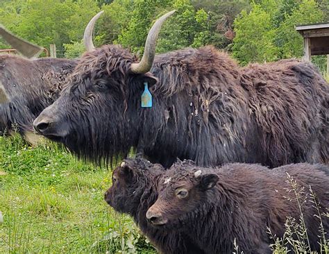 Yaks on the Farmstead: What is Yak Meat? – Mother Earth News